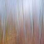 USA, Washington State, Seabeck. Composite of alder and dogwood trees. Art Print